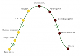 Этапы развития